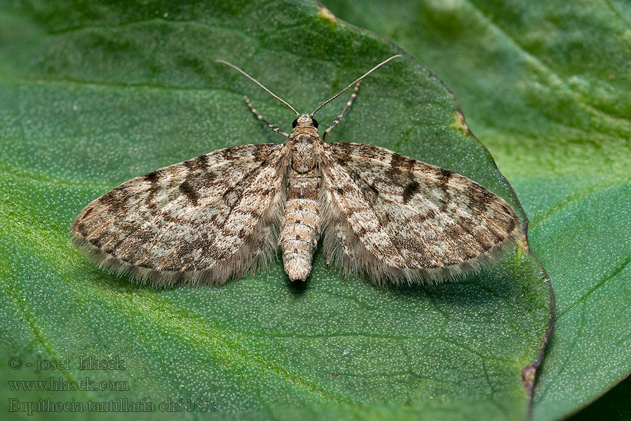 Eupithecia tantillaria Fichten-Blütenspanner