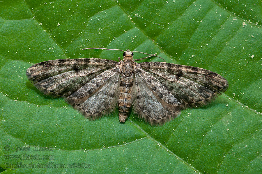 Grotnik choiniak jnspardwergspanner Eupithecia tantillaria