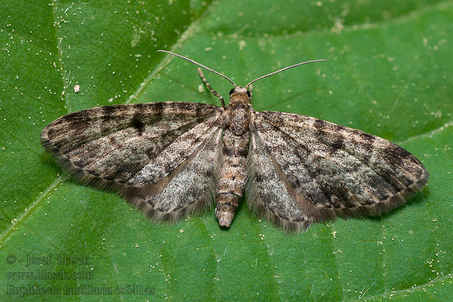 Neulaspikkumittari Granmalmätare Eupithecia tantillaria