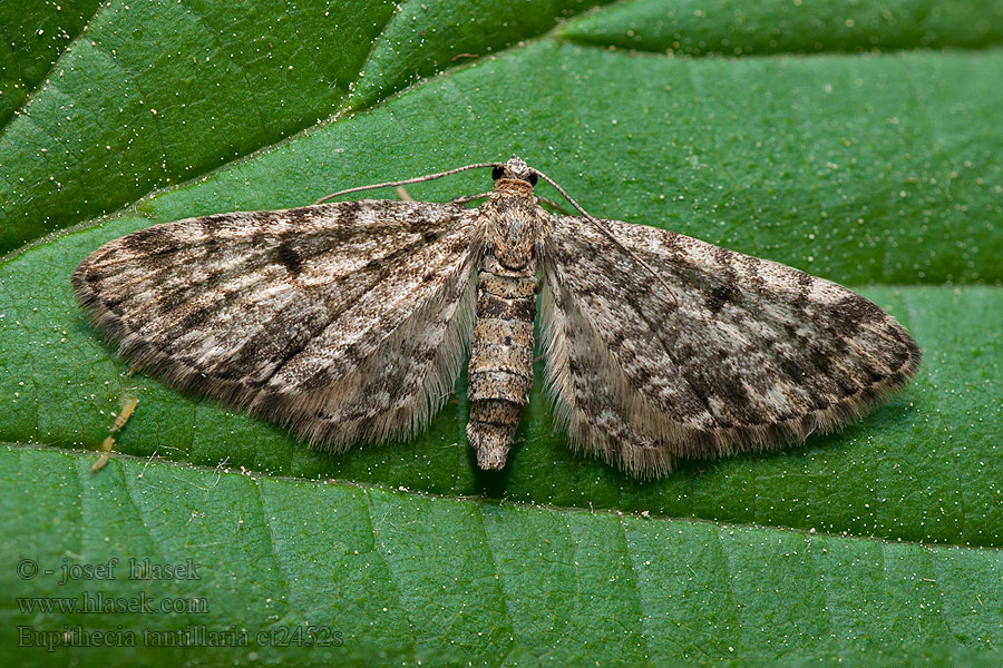 Grandvergmåler Eupithecia tantillaria