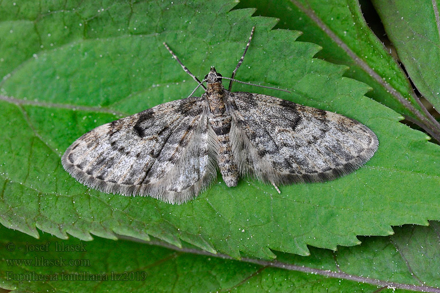 Eupithecia tantillaria