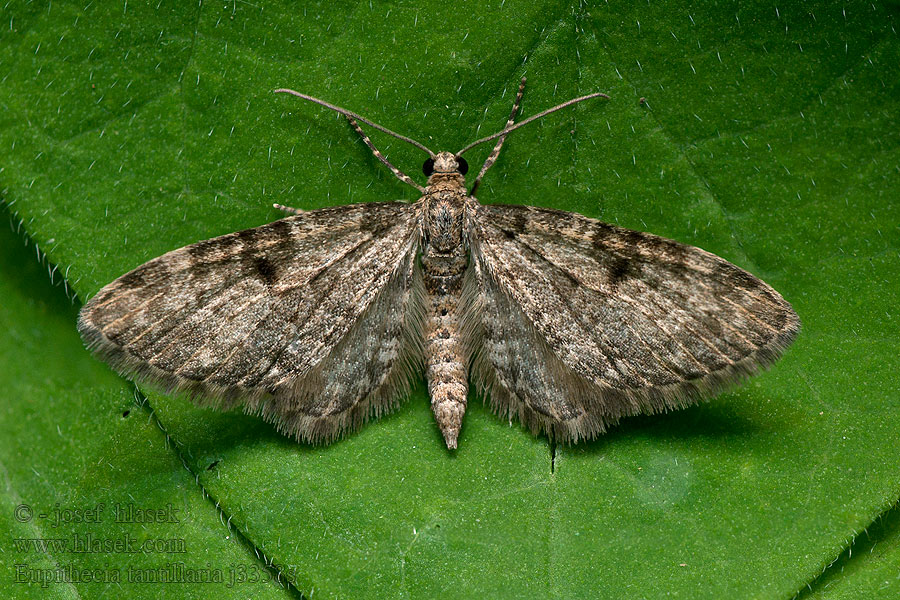Eupithecia tantillaria Píďalička borová