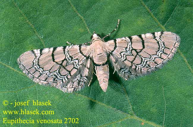 Eupithecia venosata Netted Pug Nelken-Blütenspanner