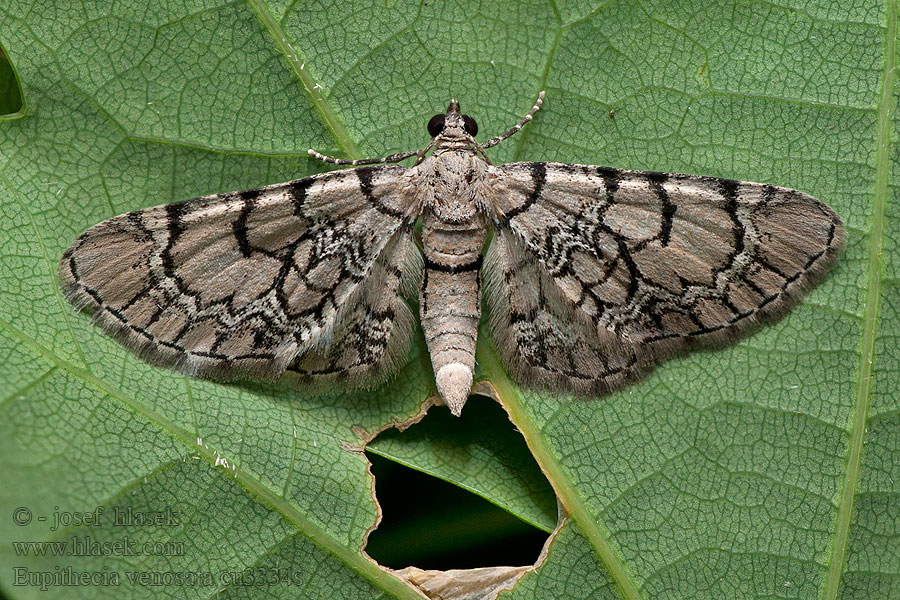 Netted Pug Nelken-Blütenspanner Eupithecia venosata