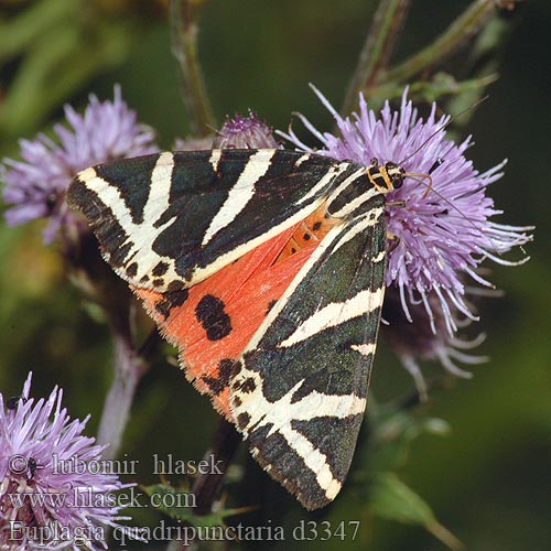 Euplagia quadripunctaria d3347