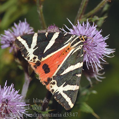 Euplagia quadripunctaria d3347