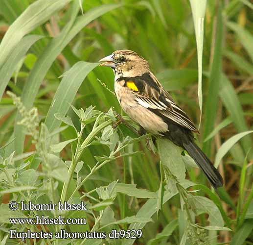 Euplectes albonotatus Whitewinged White-winged Widow Widowbird Hvidvinget vidafinke Valkosiipipiispa Euplecte épaules blanches Witvleugel wida Vedova spallegialle Spiegelwida Vida límečková lesklá Witvlerkflap ハジロホウオウ Wiklacz bialoskrzydly Viúva-d'asa-branca