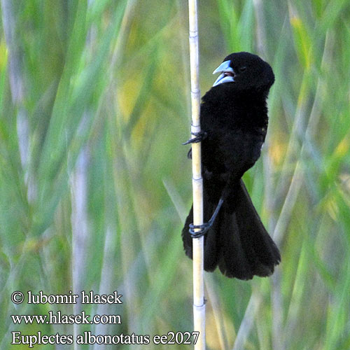 Spiegelwida Vida límečková lesklá Witvlerkflap ハジロホウオウ Wiklacz bialoskrzydly Viúva-d'asa-branca Euplectes albonotatus Whitewinged White-winged Widow Widowbird Hvidvinget vidafinke Valkosiipipiispa Euplecte épaules blanches Witvleugel wida Vedova spallegialle