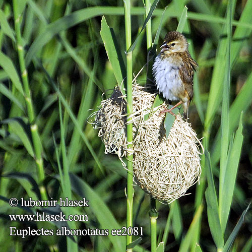 Euplecte épaules blanches Witvleugel wida Vedova spallegialle Spiegelwida Vida límečková lesklá Witvlerkflap ハジロホウオウ Wiklacz bialoskrzydly Viúva-d'asa-branca Euplectes albonotatus Whitewinged White-winged Widow Widowbird Hvidvinget vidafinke Valkosiipipiispa