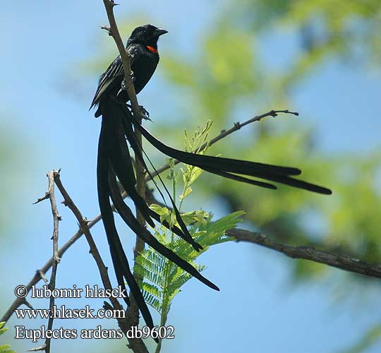 Euplectes ardens Red-collared Redcollared Whydah Red-collared widowbird Halvmåne vidafinke Punakauluspiispa Euplecte veuve-noire Roodkeelwidavink Vedova collare rosso Galléros özvegypinty Schildwida Wiklacz pólobrozny Tkáčik Vida límcová Přádelník límcový snovač Obispo de Collar Rojo Rooikeelflap アカエリホウオウ