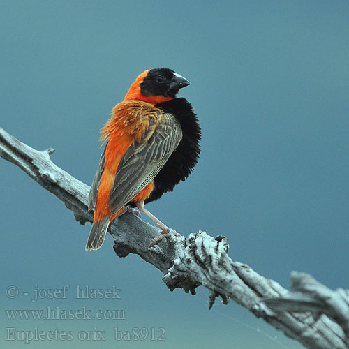 Euplectes orix Red Bishop Orangevæver Oryxvæver punapiispa