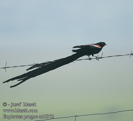Euplectes progne Longtailed Widow Long-tailed Widowbird
