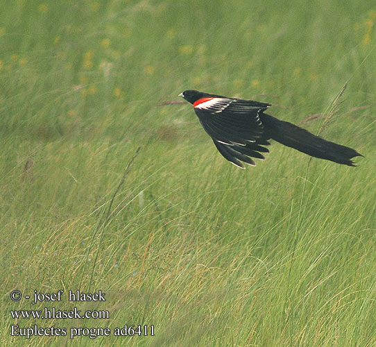 Longtailed Widow Long-tailed Widowbird Whydah Hanehalet