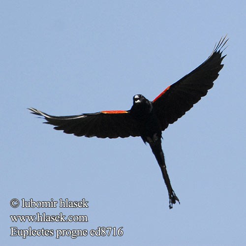 Longtailed Widow Long-tailed Widowbird Whydah Hanehalet