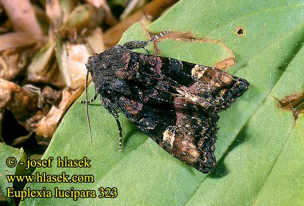 Euplexia lucipara Small Angle Shades Pupurglanzeule