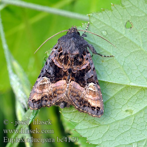 Lyktbärare Euplexia lucipara Small Angle Shades