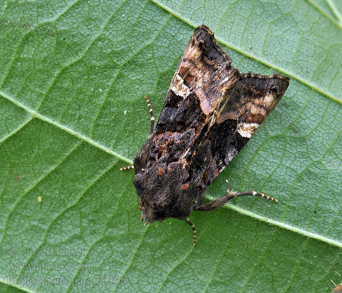 Euplexia lucipara Small Angle Shades