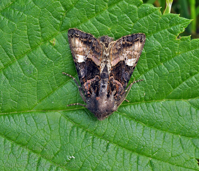 Euplexia lucipara Pupurglanzeule