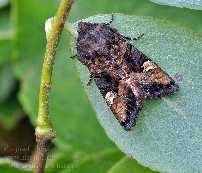 Euplexia lucipara Gelbfleck Waldschatteneule