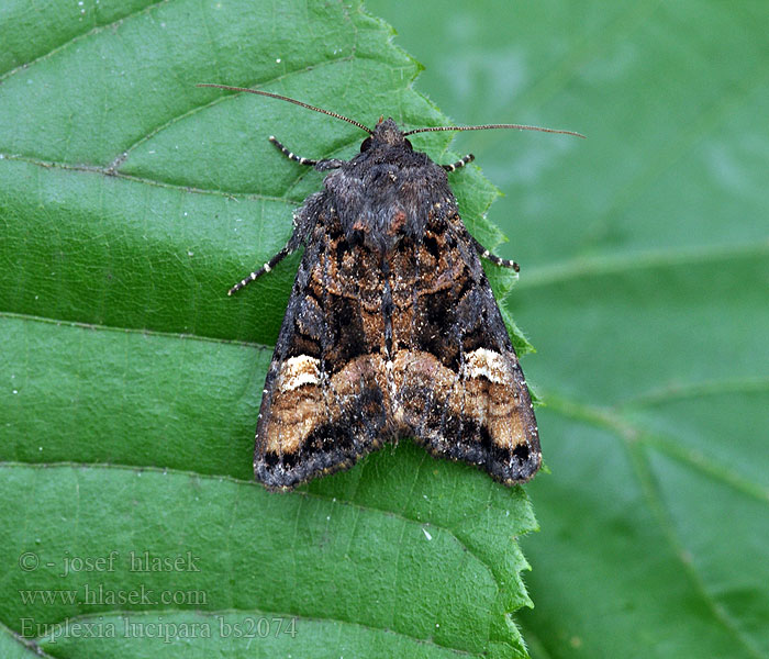 Euplexia lucipara Hindbarugle