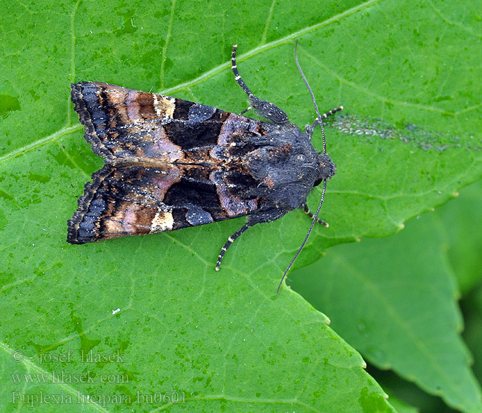 Euplexia lucipara Laskosyökkönen