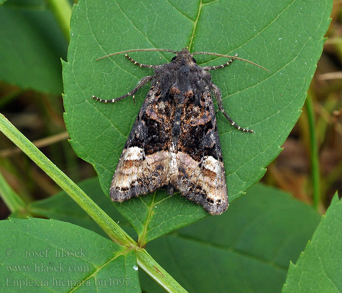 Euplexia lucipara Szederbagoly Sivkavec černicový