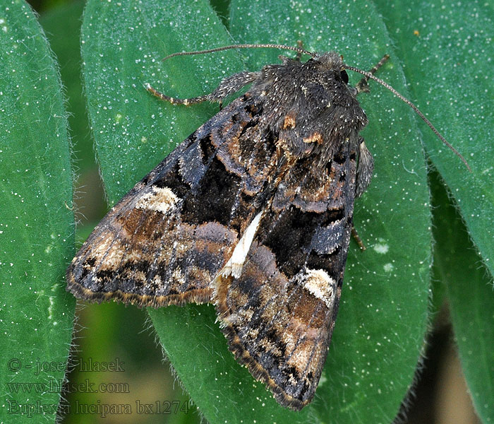 Small Angle Shades Euplexia lucipara