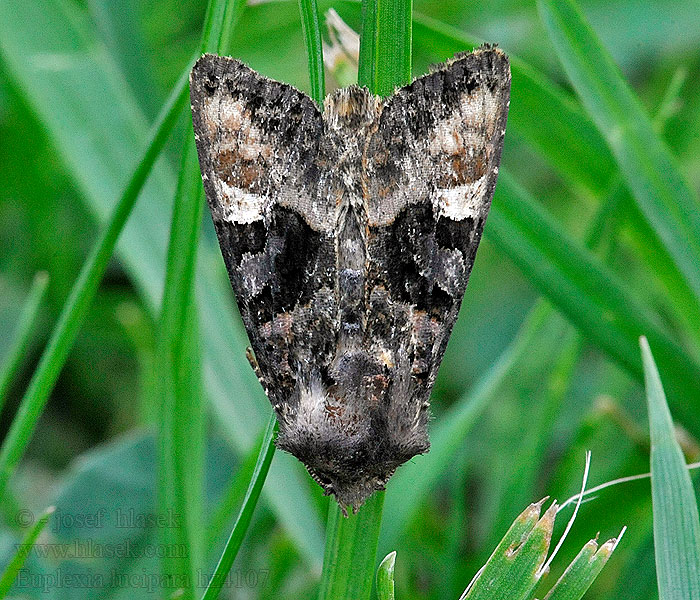 Совка малинная Euplexia lucipara