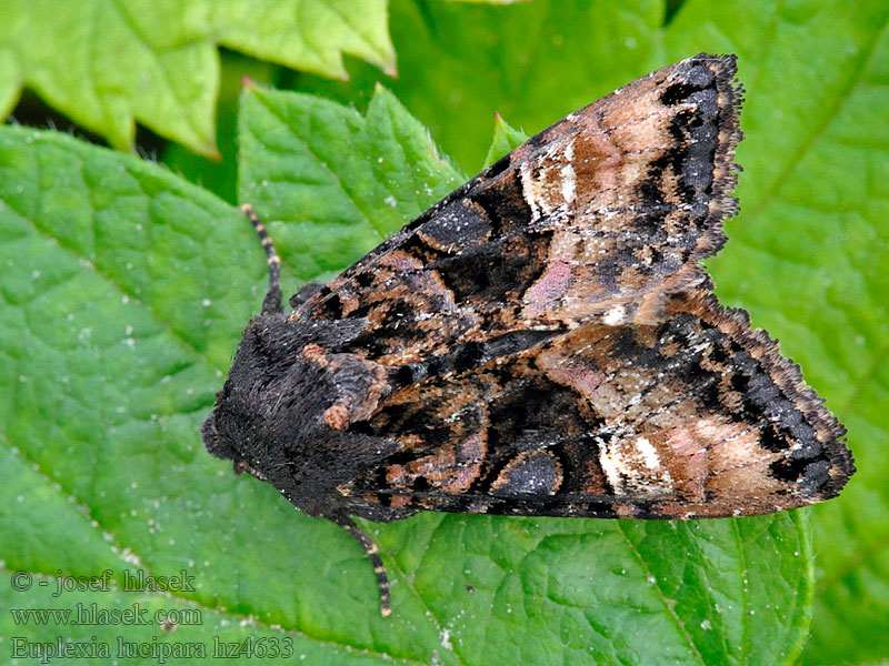 Levervlek Euplexia lucipara