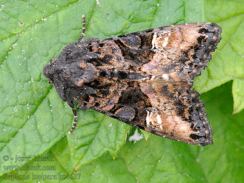 Gelbfleck Waldschatteneule Euplexia lucipara