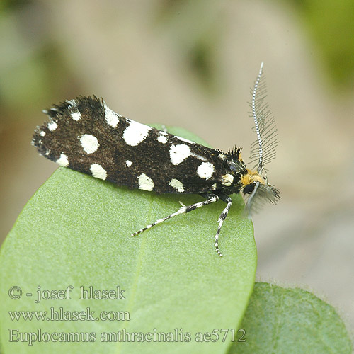 Mol ozdobný Euplocamus anthracinalis