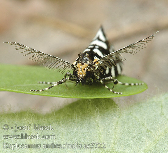 Euplocamus anthracinalis mol ozdobný Fésűscsápú korhadékmoly