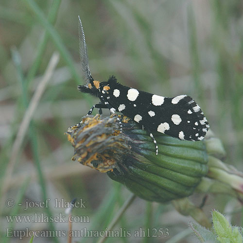 Euplocamus anthracinalis Trúdnikovec ozdobný Моль пышноусая