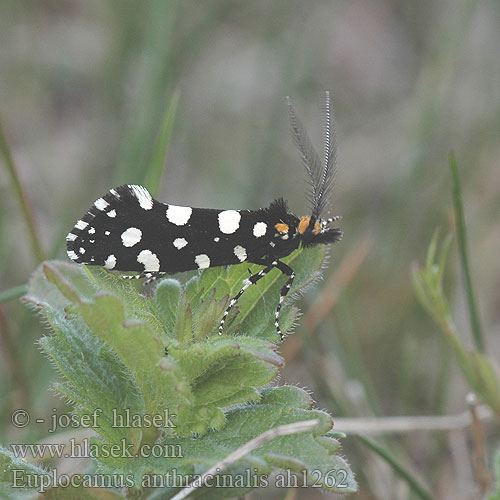 Euplocamus anthracinalis Mól ozdobny Sterrenhemelmot