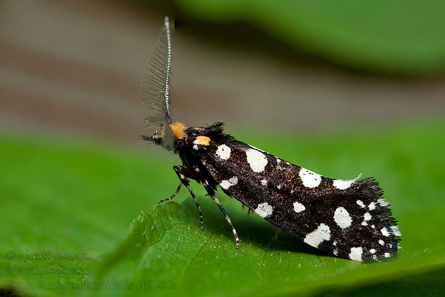 Mol ozdobný Trúdnikovec ozdobný Euplocamus anthracinalis