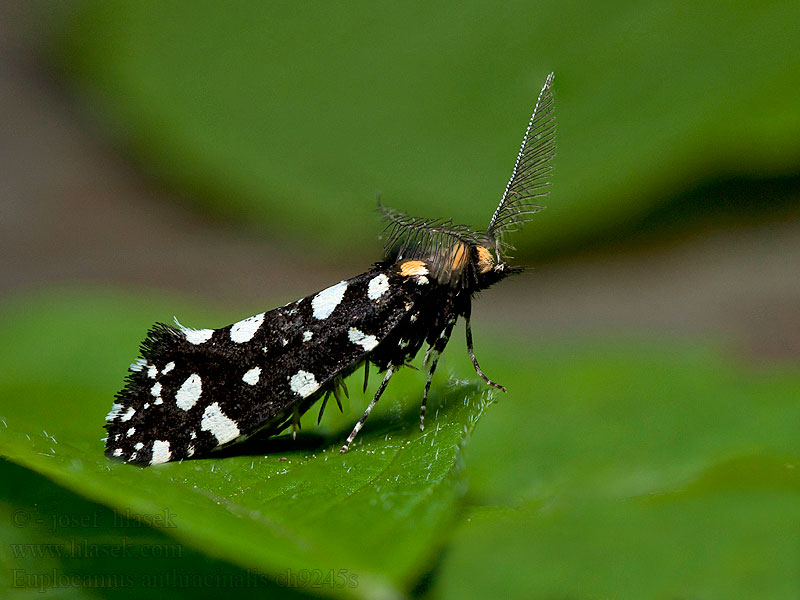 Anthrazitmotte Fésűscsápú korhadékmoly Euplocamus anthracinalis