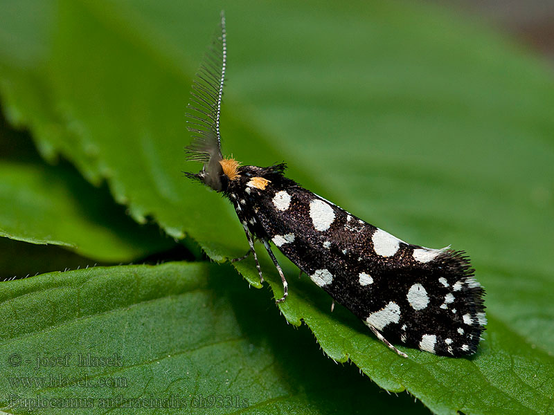 Trúdnikovec ozdobný Euplocamus anthracinalis