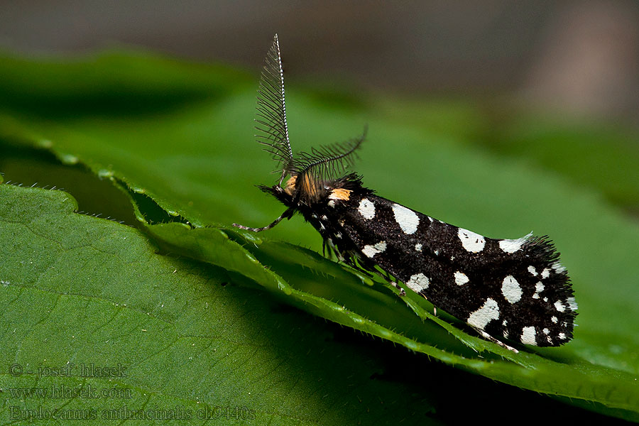 Моль пышноусая Euplocamus anthracinalis