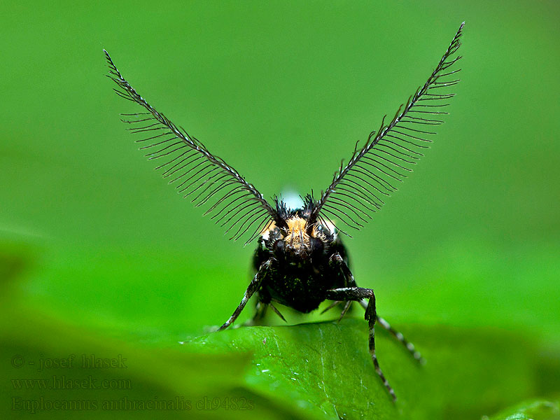 Sterrenhemelmot Euplocamus anthracinalis