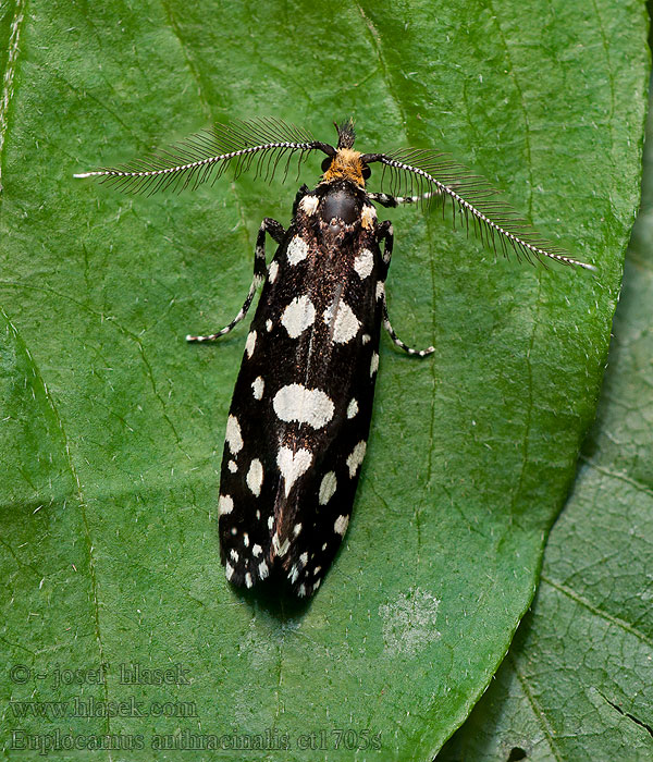 Euplocamus anthracinalis