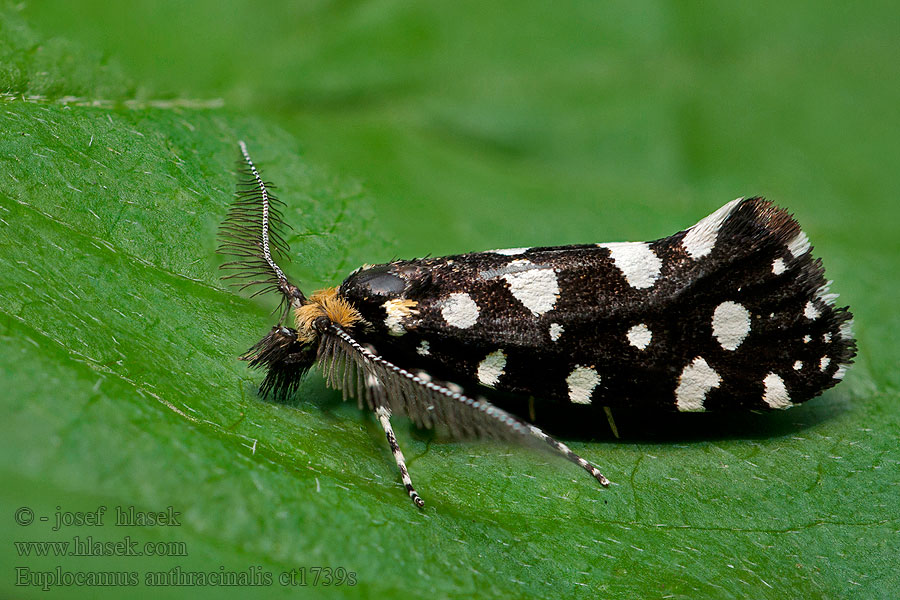 Euplocamus anthracinalis