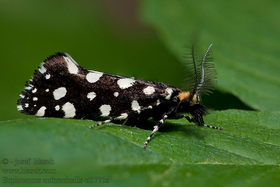 Euplocamus anthracinalis