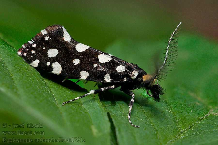 Euplocamus anthracinalis