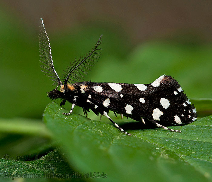 Euplocamus anthracinalis