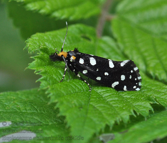 Euplocamus anthracinalis