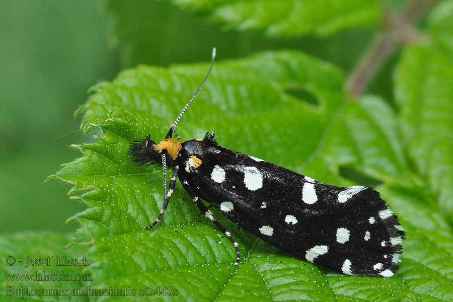 Euplocamus anthracinalis