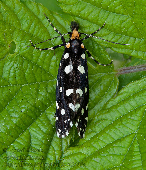 Euplocamus anthracinalis