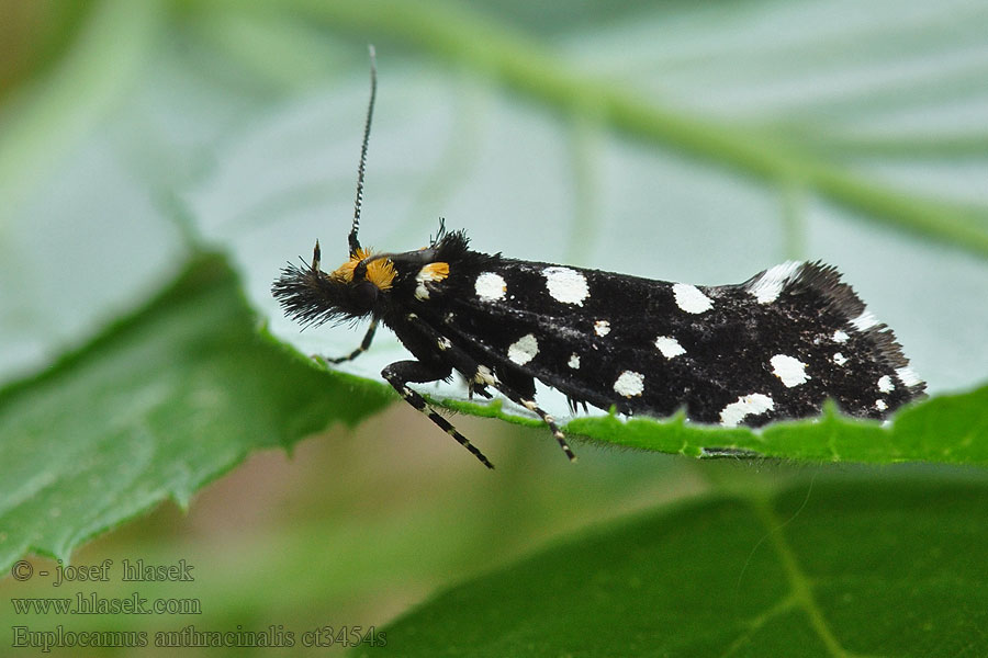 Euplocamus anthracinalis