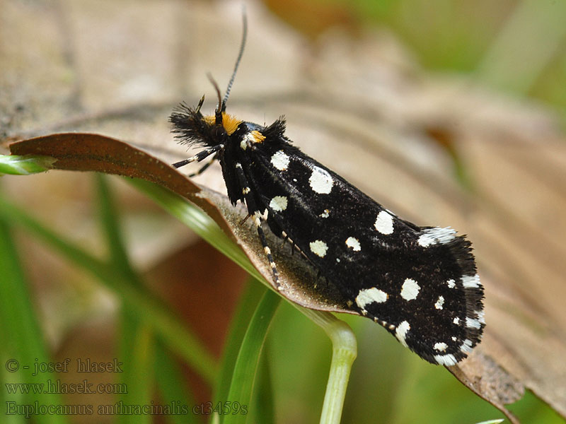 Euplocamus anthracinalis