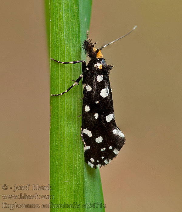 Euplocamus anthracinalis